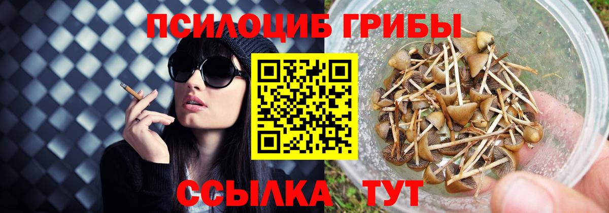 Галлюциногенные грибы мицелий  Галлюциногенные грибы Psilocybe  Грозный 